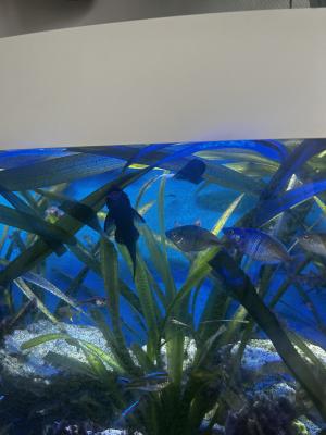 Je fait dons de mes poissons