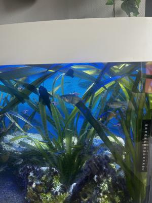 Je fait dons de mes poissons