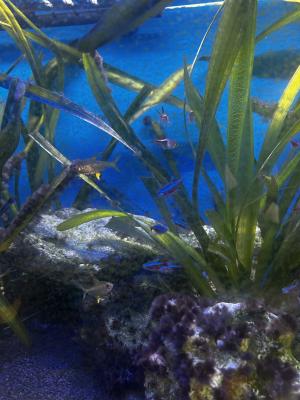 Je fait dons de mes poissons