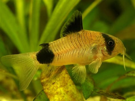 Corydoras Panda