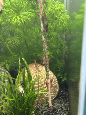 Crevettes red Cherry