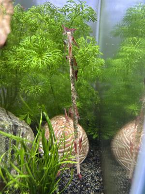 Crevettes red Cherry