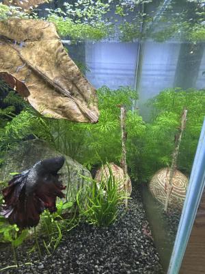 Crevettes red Cherry