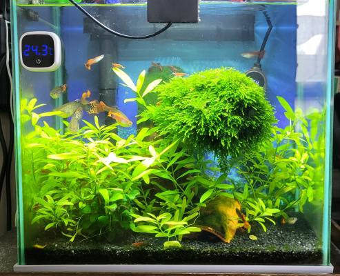 Nano aquarium 30 litres