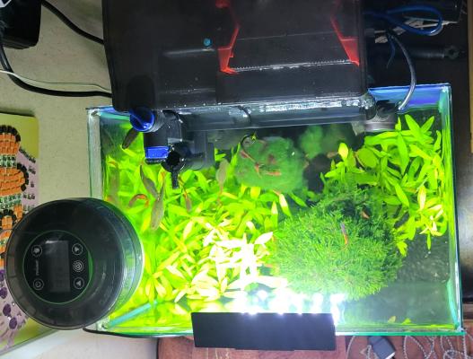 Nano aquarium 30 litres
