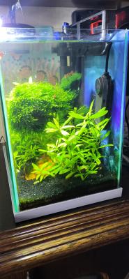 Nano aquarium 30 litres