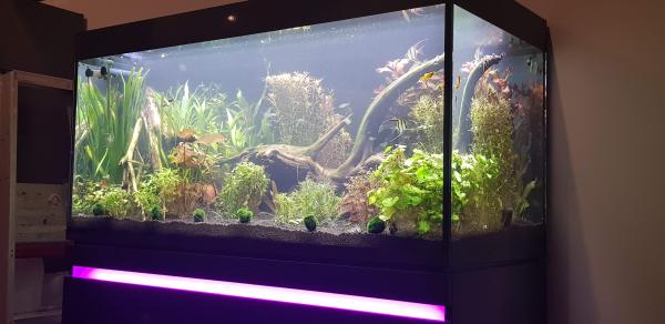 Aquarium EHEIM Incpiria 430L – Graphit/Nature