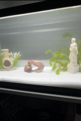 Aquarium/Accessoires/Poisson