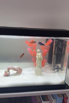 Aquarium/Accessoires/Poisson