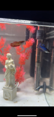 Aquarium/Accessoires/Poisson