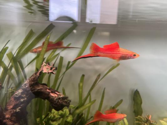 Donne famille Xyphophorus (15)