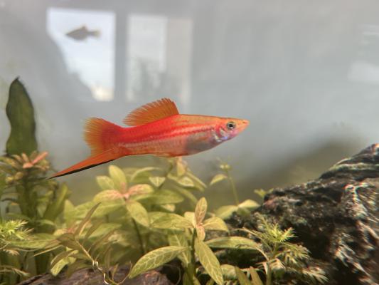 Donne famille Xyphophorus (15)