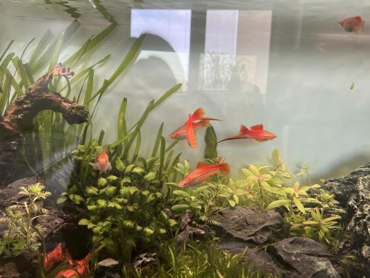 Donne famille Xyphophorus (15)