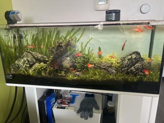 Donne famille Xyphophorus (15)