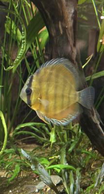 Discus sauvage