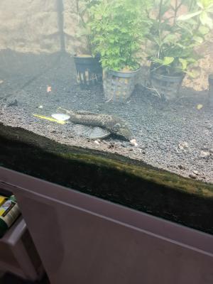 Vends couple ancistrus