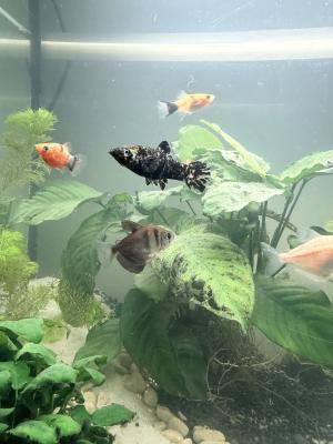 Poissons d’aquarium