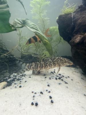 Poissons d’aquarium