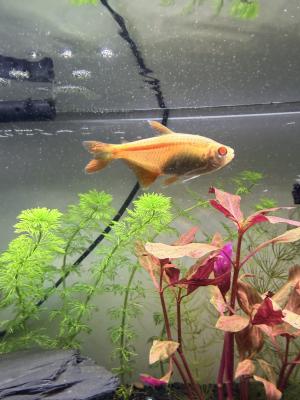 Poissons d’aquarium