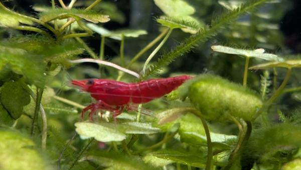 Crevettes Neocaridina davidi Fire Red(lot de 15)