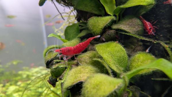 Crevettes Neocaridina davidi Fire Red(lot de 15)