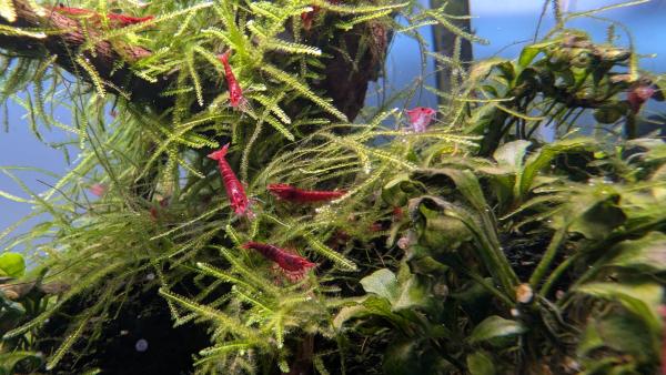 Crevettes Neocaridina davidi Fire Red(lot de 15)
