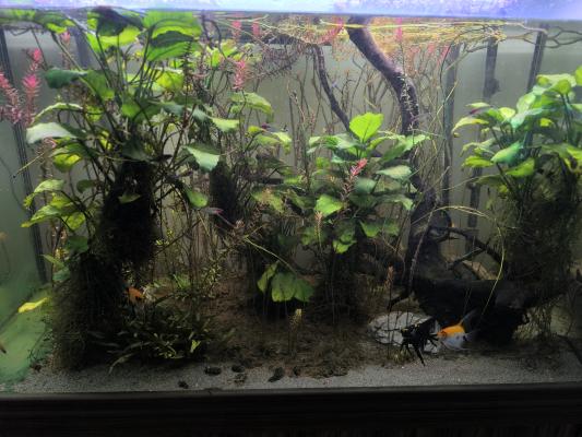 Aquarium 450 L + meuble