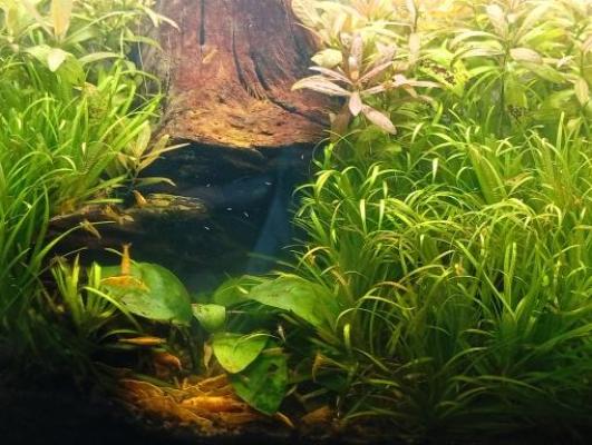 Vends crevettes Néocaridina Yellow