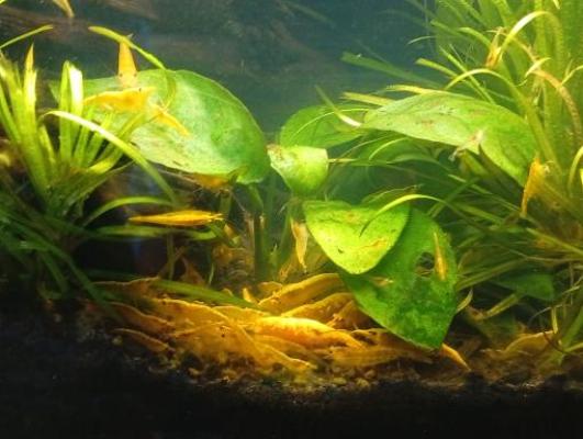 Vends crevettes Néocaridina Yellow