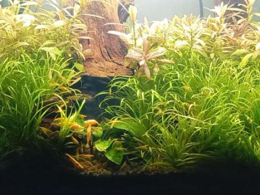 Vends crevettes Néocaridina Yellow