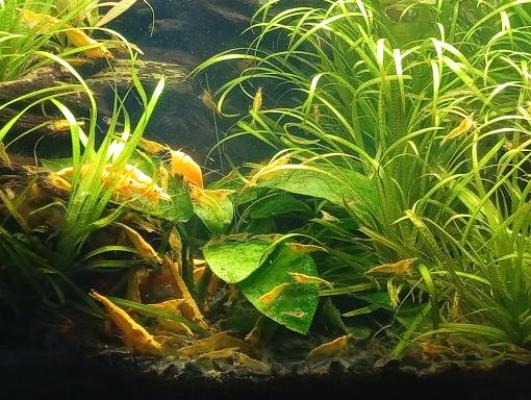 Vends crevettes Néocaridina Yellow