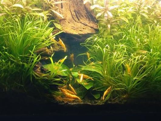 Vends crevettes Néocaridina Yellow