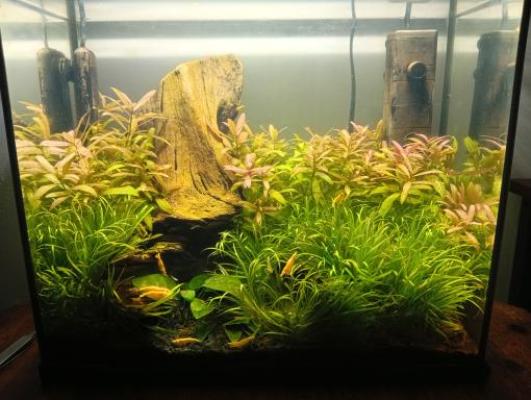 Vends crevettes Néocaridina Yellow