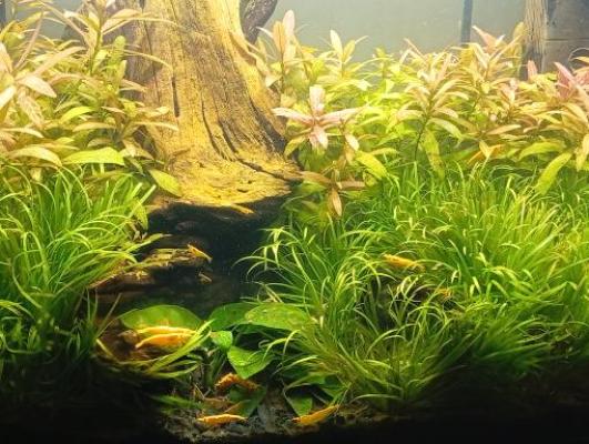 Vends crevettes Néocaridina Yellow