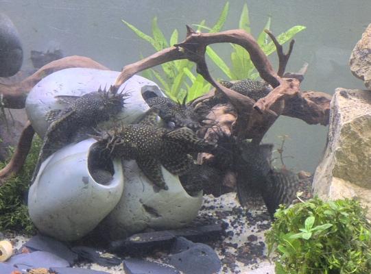 Ancistrus adultes et juvéniles