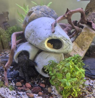 Ancistrus adultes et juvéniles