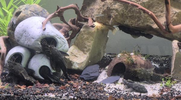 Ancistrus adultes et juvéniles