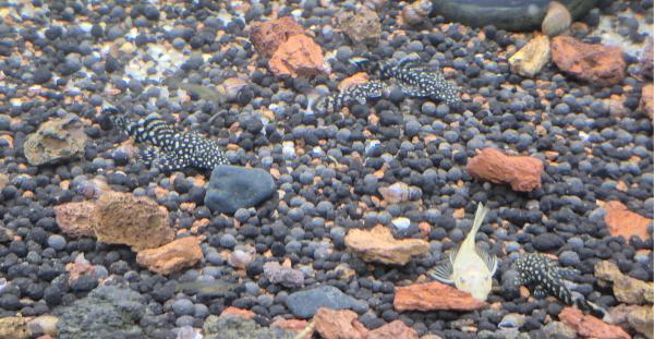 Ancistrus adultes et juvéniles