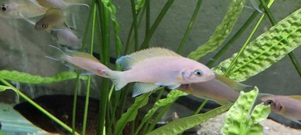 Lamprologus daffodil