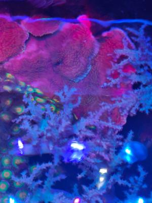 Aquarium eau de mer complet