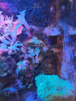 Aquarium eau de mer complet