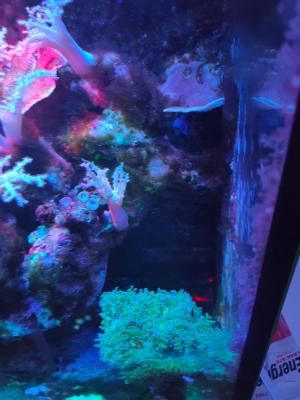 Aquarium eau de mer complet