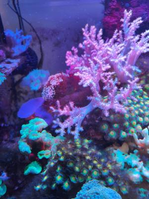 Aquarium eau de mer complet