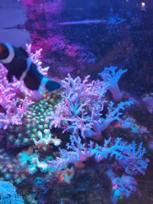 Aquarium eau de mer complet