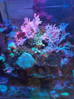 Aquarium eau de mer complet