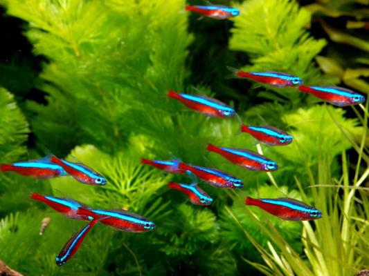 5 NEON CARDINALIS et 1 TETRA AMANDE