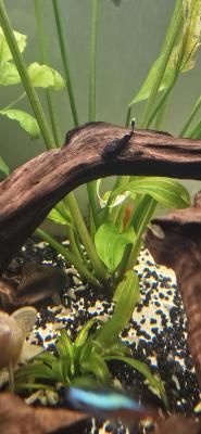 Jeunes ancistrus poissons de fond