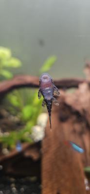 Jeunes ancistrus poissons de fond
