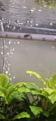 Jeunes ancistrus poissons de fond