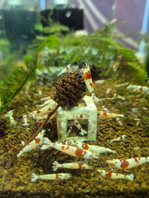 Caridina cantonensis
